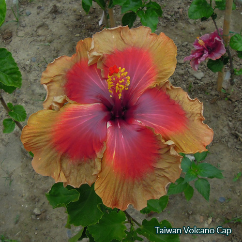 Taiwan Volcano Cap